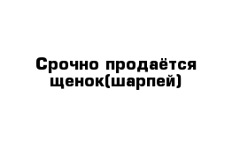 Срочно продаётся щенок(шарпей)